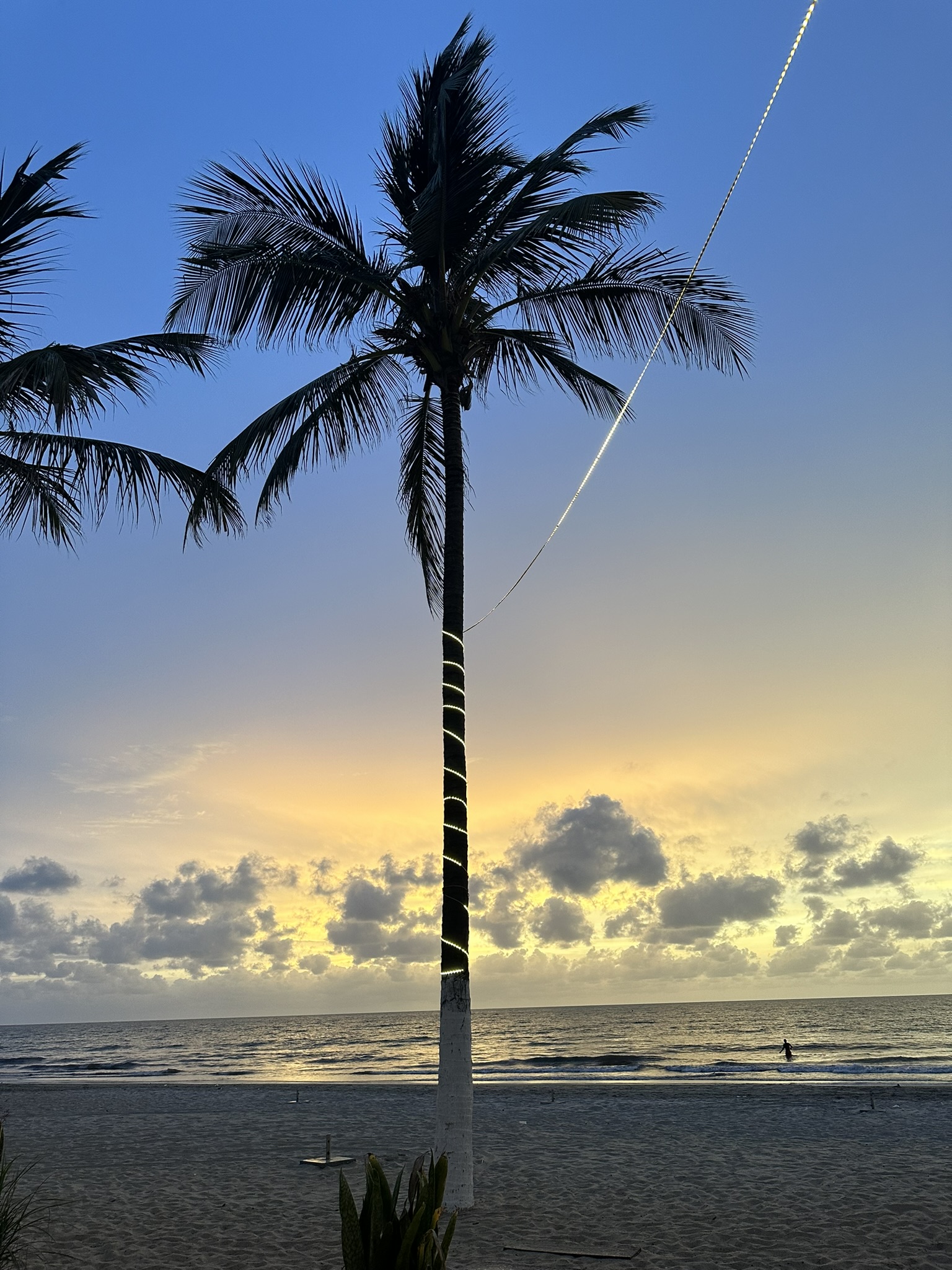 gambia sunset palm