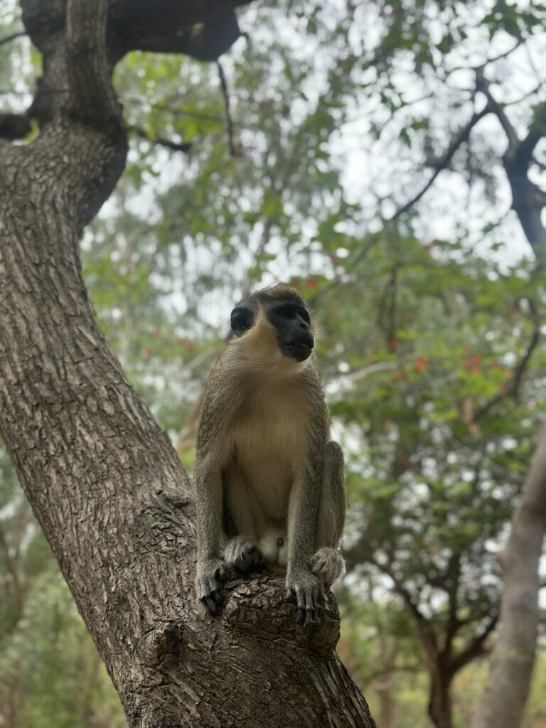 monkey gambia