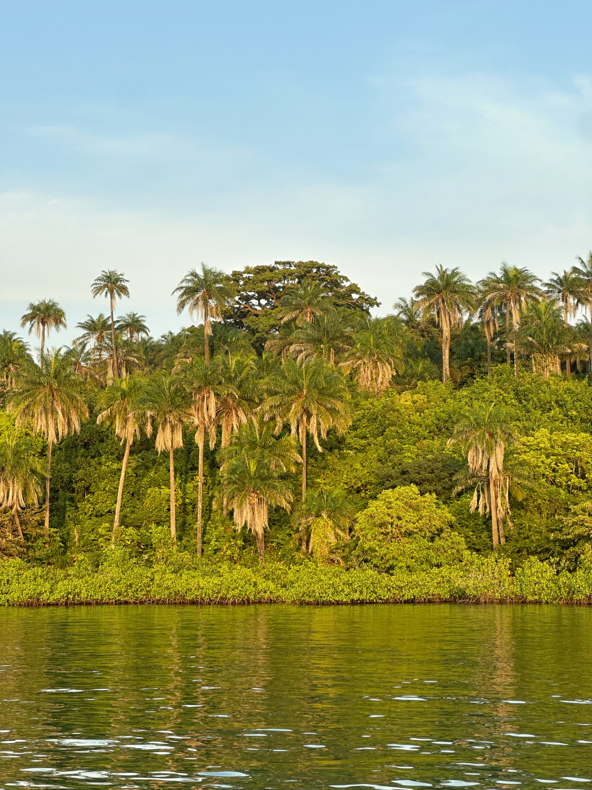 bissau palmen website kompr