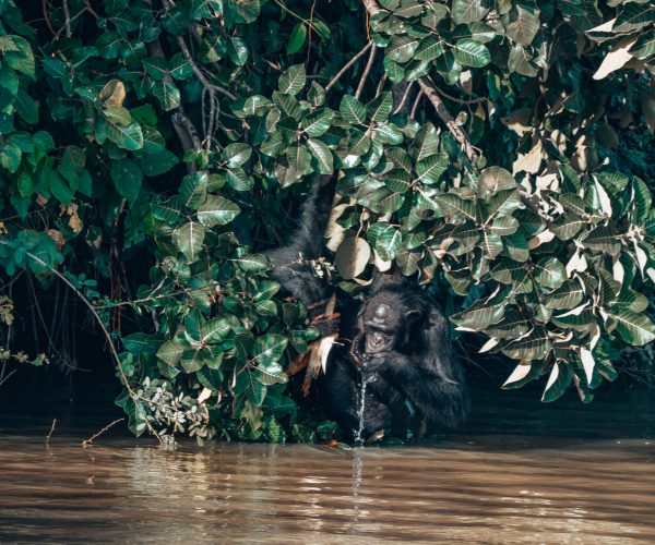 gambia webseite chimpanzee