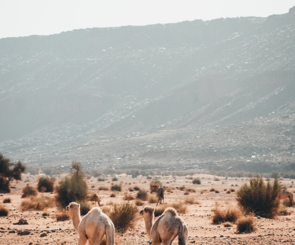 mauritania kamel website kompr