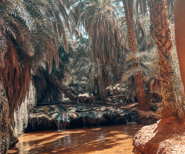 mauritania oase website kompr.