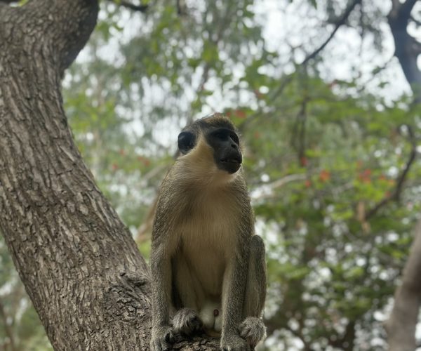 monkey gambia